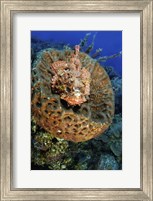 Scorpionfish hiding in a barrel sponge Fine Art Print