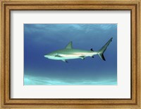 Caribbean reef shark, Nassau, The Bahamas Fine Art Print