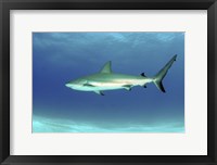Caribbean reef shark, Nassau, The Bahamas Fine Art Print