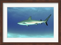 Caribbean reef shark, Nassau, The Bahamas Fine Art Print