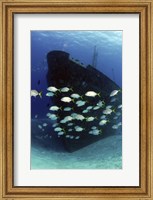 School of horse-eye jack fish swmming by the Ray of Hope shipwreck Fine Art Print
