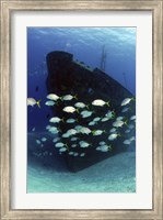 School of horse-eye jack fish swmming by the Ray of Hope shipwreck Fine Art Print