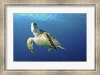 Hawksbill sea turtle ascending, Nassau, The Bahamas Fine Art Print