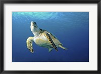 Hawksbill sea turtle ascending, Nassau, The Bahamas Fine Art Print