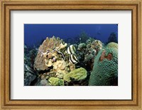 Pair of banded butterflyfish roaming the reef, Nassau, The Bahamas Fine Art Print