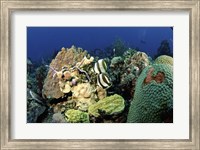 Pair of banded butterflyfish roaming the reef, Nassau, The Bahamas Fine Art Print