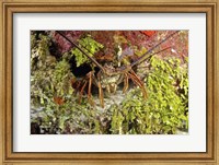 Spiny lobster hiding in the reef, Nassau, The Bahamas Fine Art Print