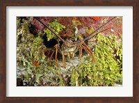 Spiny lobster hiding in the reef, Nassau, The Bahamas Fine Art Print