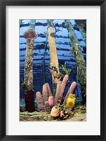 Tube sponges on the Wreck of the Willaurie, Nassau, The Bahamas Fine Art Print
