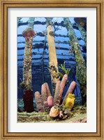 Tube sponges on the Wreck of the Willaurie, Nassau, The Bahamas Fine Art Print
