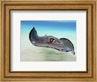 Female Southern Atlantic Stingray, Grand Cayman Fine Art Print