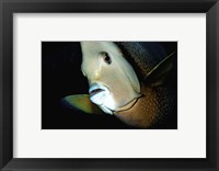 Close-up view of a Gray Angelfish, Grand Cayman Fine Art Print