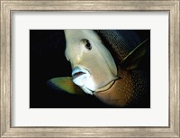 Close-up view of a Gray Angelfish, Grand Cayman Fine Art Print