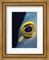 Close-up view of a French Angelfish eye Fine Art Print