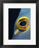 Close-up view of a French Angelfish eye Fine Art Print