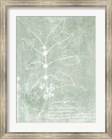 Essential Botanicals I Fine Art Print