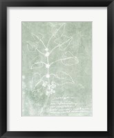 Essential Botanicals I Framed Print