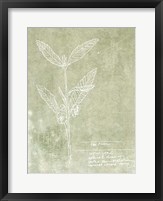 Essential Botanicals IV Fine Art Print