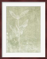 Essential Botanicals IV Fine Art Print