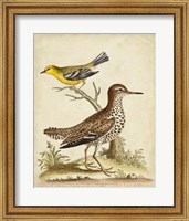 Antique Bird Menagerie I Fine Art Print