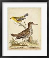 Antique Bird Menagerie I Framed Print