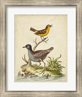 Antique Bird Menagerie II Fine Art Print