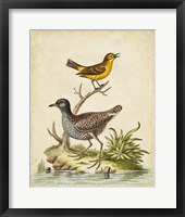 Antique Bird Menagerie II Fine Art Print