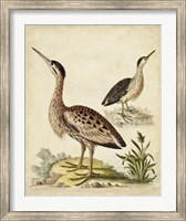 Antique Bird Menagerie III Fine Art Print