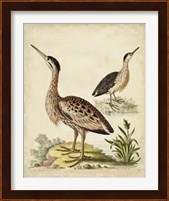 Antique Bird Menagerie III Fine Art Print