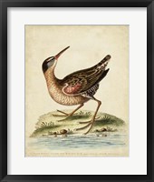 Antique Bird Menagerie IV Framed Print