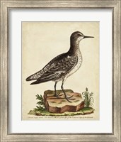 Antique Bird Menagerie V Fine Art Print