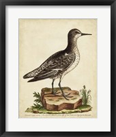 Antique Bird Menagerie V Fine Art Print