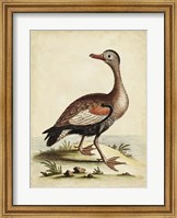 Antique Bird Menagerie VI Fine Art Print