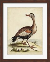 Antique Bird Menagerie VI Fine Art Print