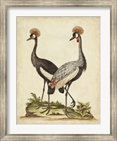 Antique Bird Menagerie VII Fine Art Print