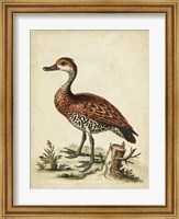 Antique Bird Menagerie VIII Fine Art Print