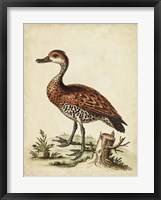 Antique Bird Menagerie VIII Fine Art Print