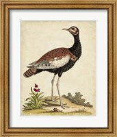 Antique Bird Menagerie IX Fine Art Print