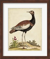 Antique Bird Menagerie IX Fine Art Print