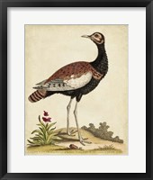 Antique Bird Menagerie IX Framed Print