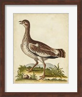 Antique Bird Menagerie X Fine Art Print