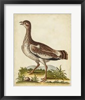 Antique Bird Menagerie X Fine Art Print