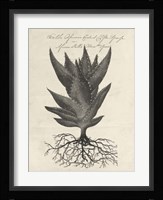 Thornton Succulents I Framed Print