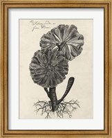 Thornton Succulents II Fine Art Print
