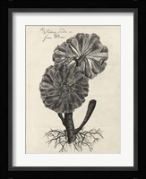 Thornton Succulents II Framed Print