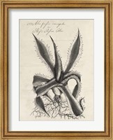 Thornton Succulents III Fine Art Print