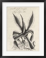 Thornton Succulents III Fine Art Print