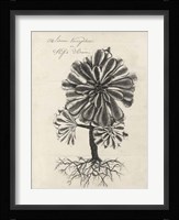 Thornton Succulents IV Framed Print