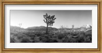 Joshua trees in a desert at sunrise, Joshua Tree National Park,California Fine Art Print