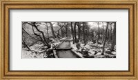 View of a trail through the trees of Tierra del Fuego National Park, Patagonia, Argentina Fine Art Print